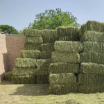 Alfalfa Hay - Image 2