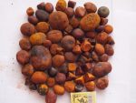Cow Ox Gallstone - Image 2